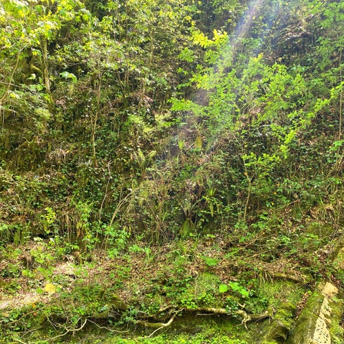 In the Forest’s Quiet