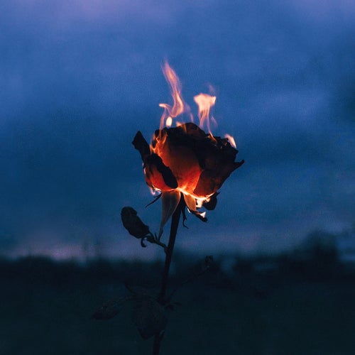 Flowers & Guns