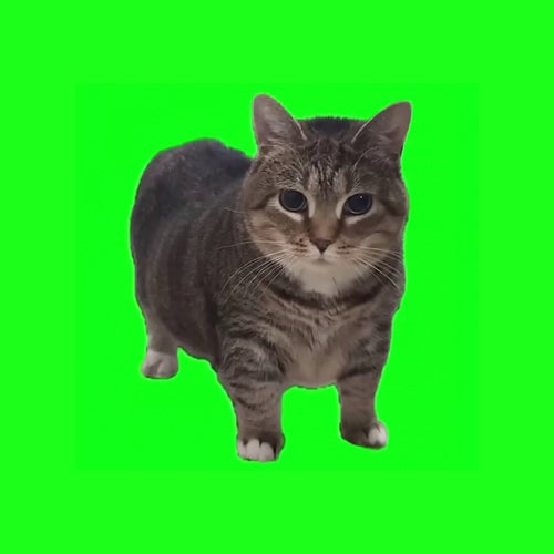 OIIA OIIA (Spinning Cat)