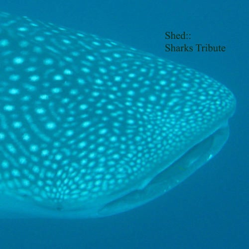 Sharks
