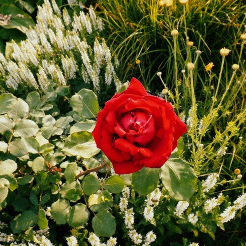 Send Love Small