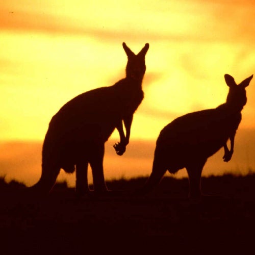 Boards Of Australia