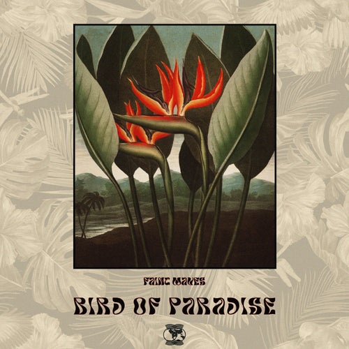 Bird Of Paradise