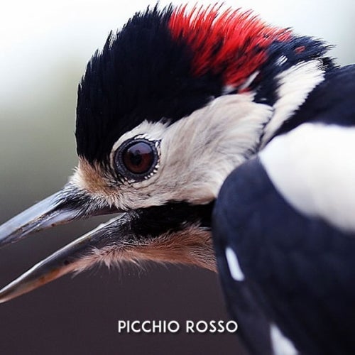 PICCHIO ROSSO FEB. 16 TOP10 CHART.