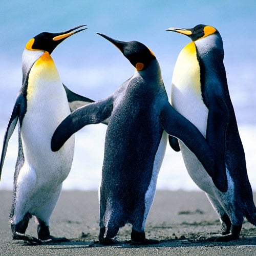 Pingi