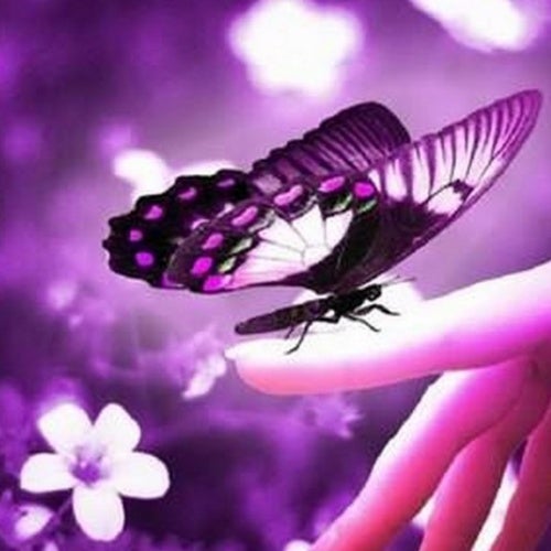 RelaXe EDM CHART 2017