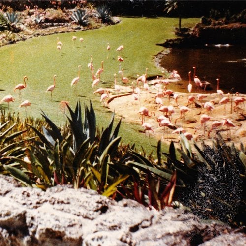 Cover art for Gold Fiction Loop Garden
