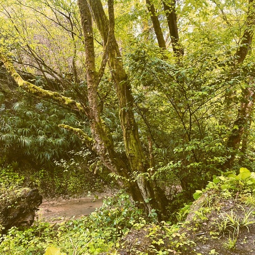 A Forest Like This
