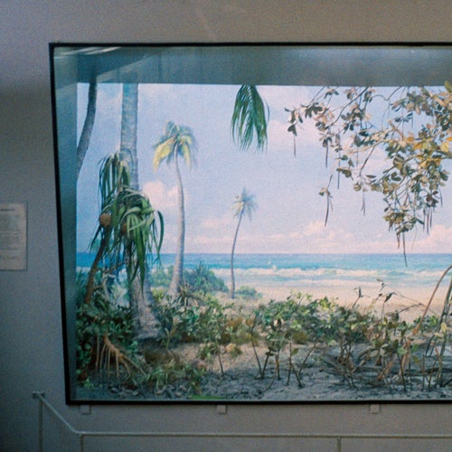 Cover art for Nostalgia Por Mesozóica