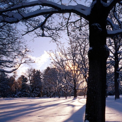 Winter backyards 2013