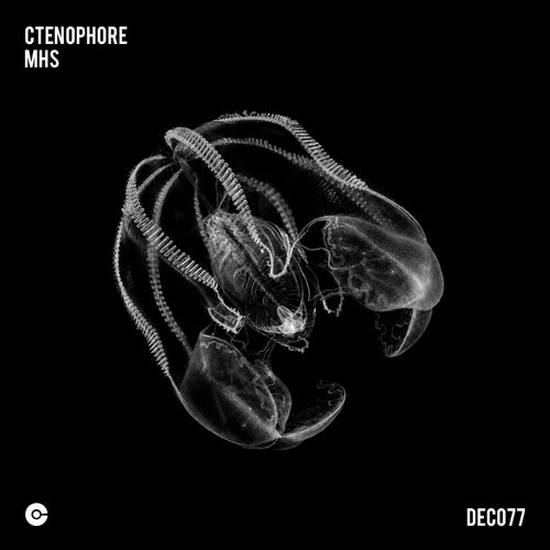 Ctenophore