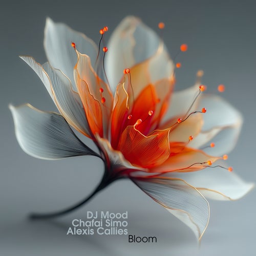 Bloom
