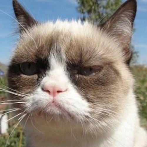 Grumpy Cat