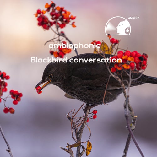 Blackbird conversation