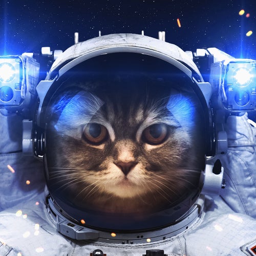 SPACE CAT