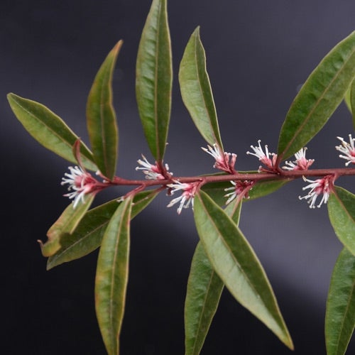 Sarcococca Chart