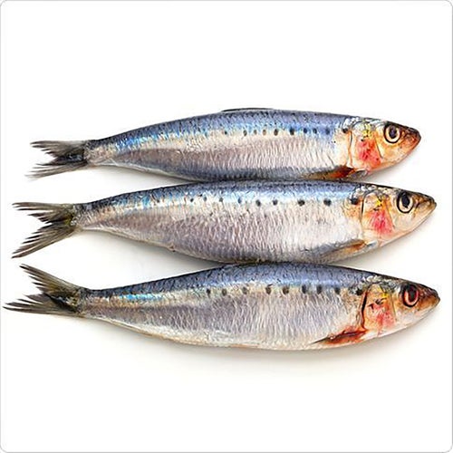 Sardine Tin