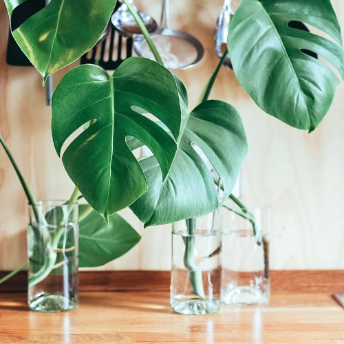 Monstera Chart