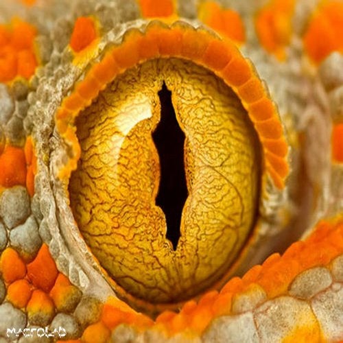 Cover art for Grodlock EP