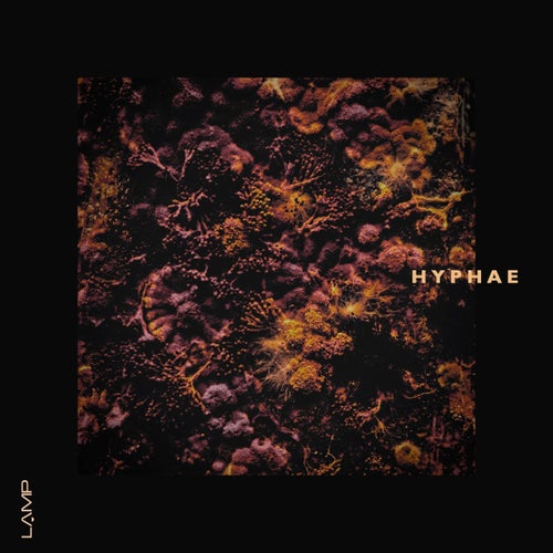 Hyphae