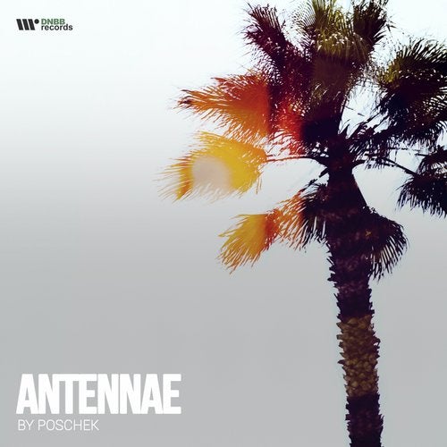 Poschek - Antennae (EP) 2019