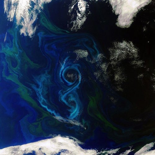 Phytoplankton bloom - Chart