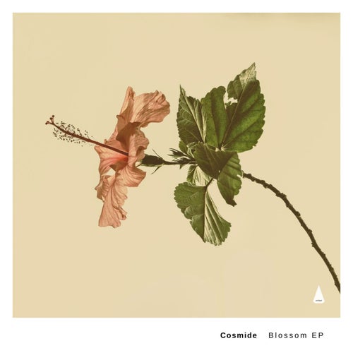Blossom
