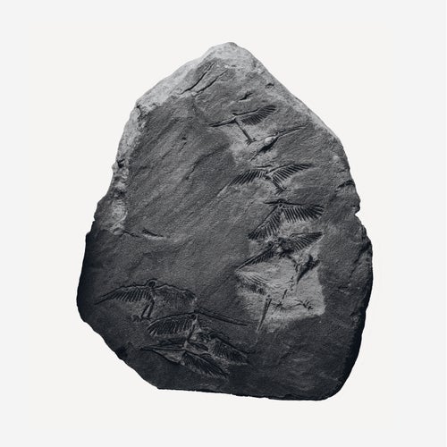 SMV014