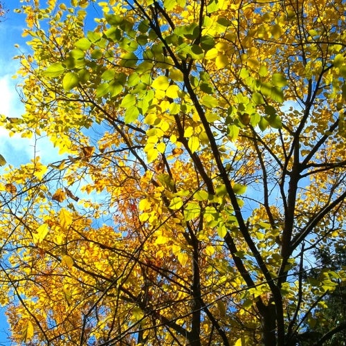 Progressive / Deep House Chart November 2012