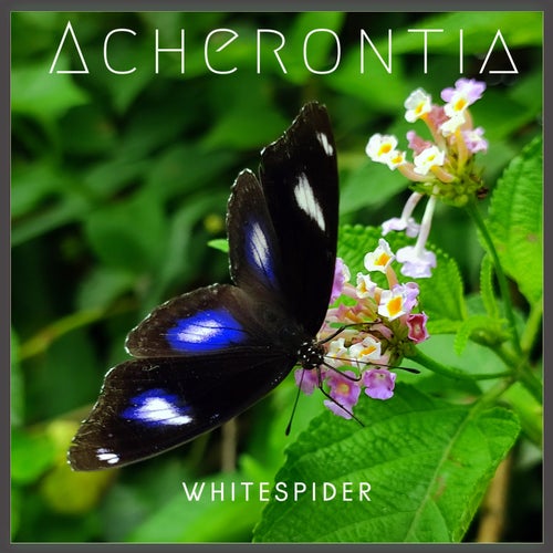 Acherontia