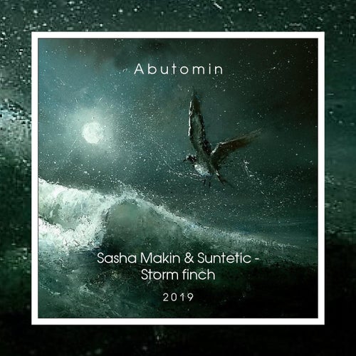 Storm finch