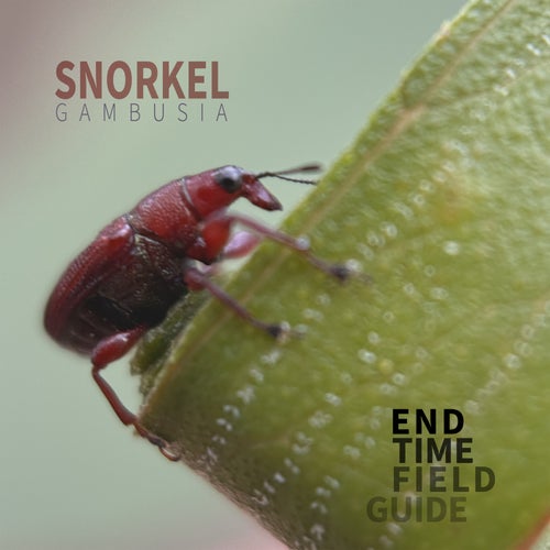 Snorkel