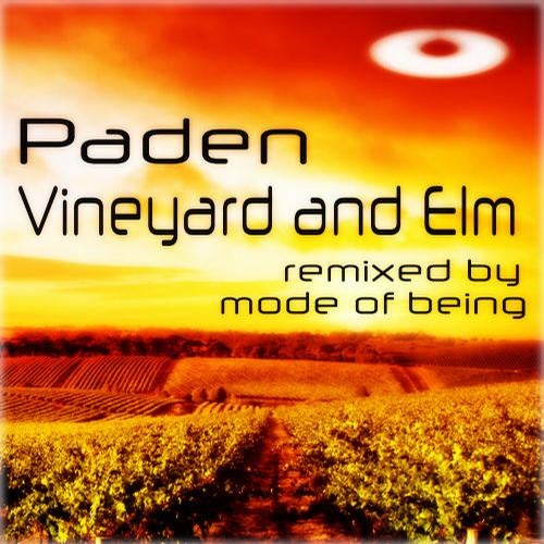 Vineyard And Elm