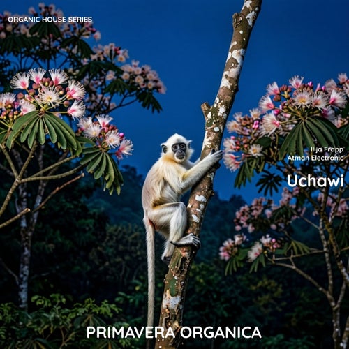Uchawi
