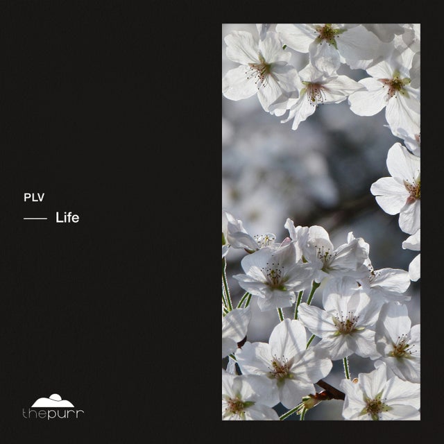 Paradise album art