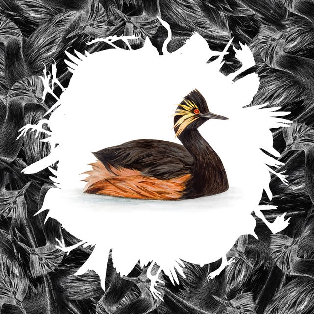 Schwarzhalstaucher album art