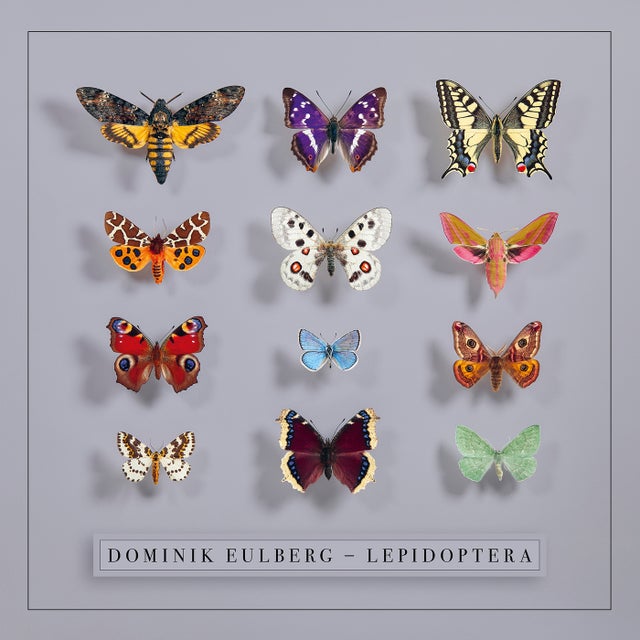 Kleines Nachtpfauenauge album art