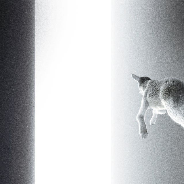 Feathers album art