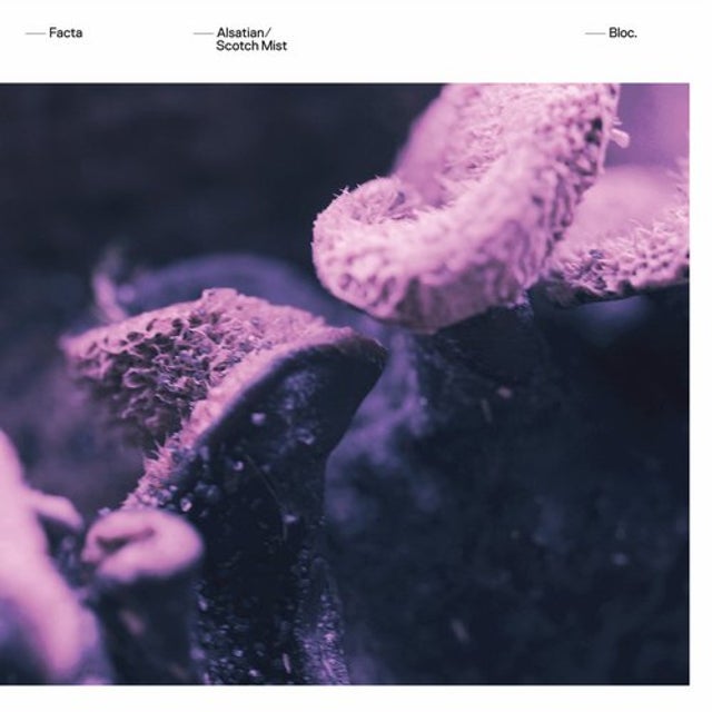 Alsatian album art