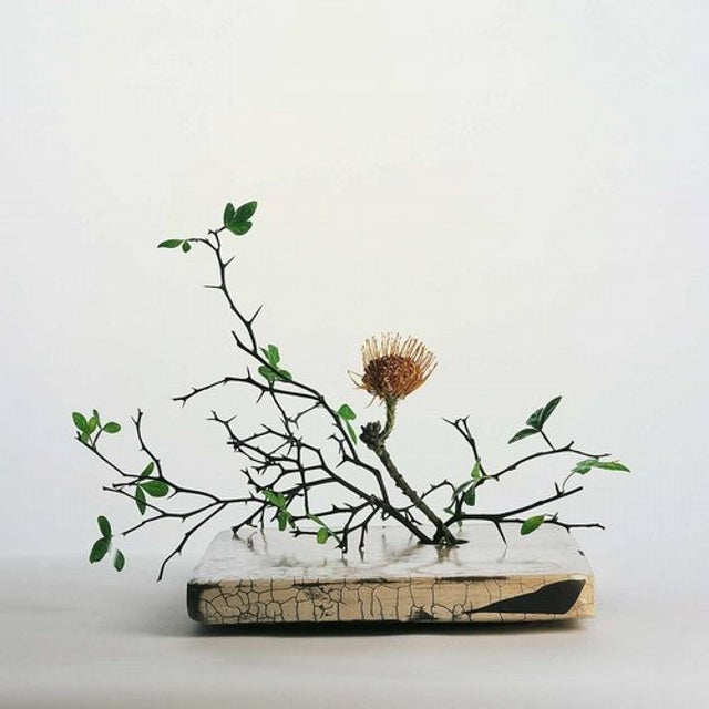 Schopenhauer's Garden album art