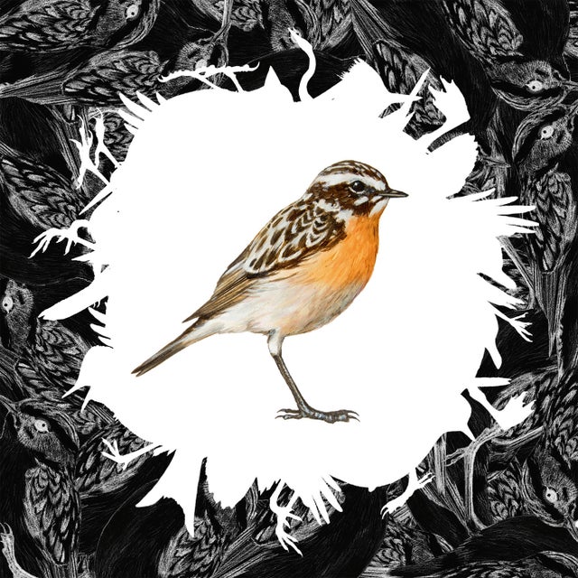Braunkehlchen album art