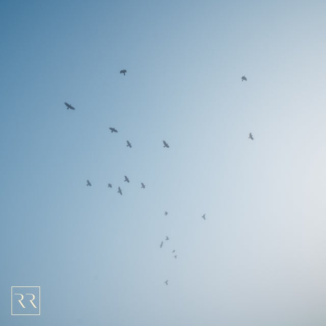 Flek album art