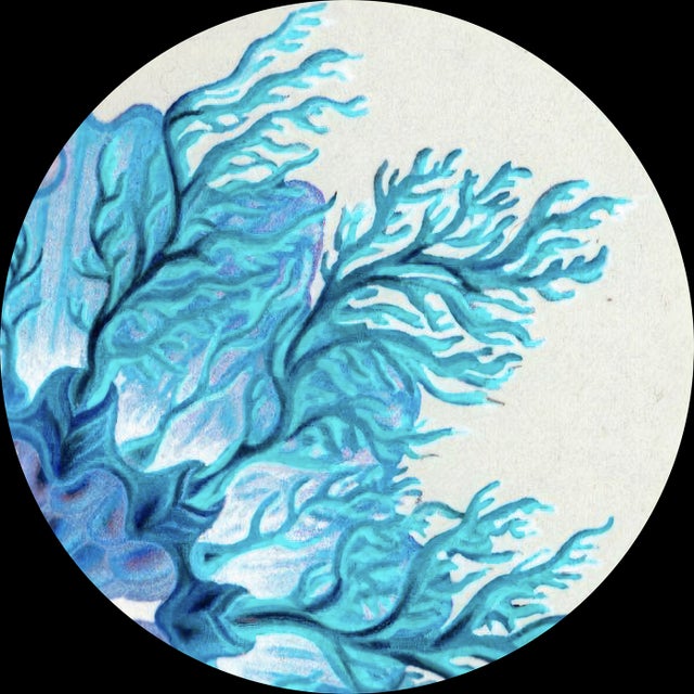Xylose album art