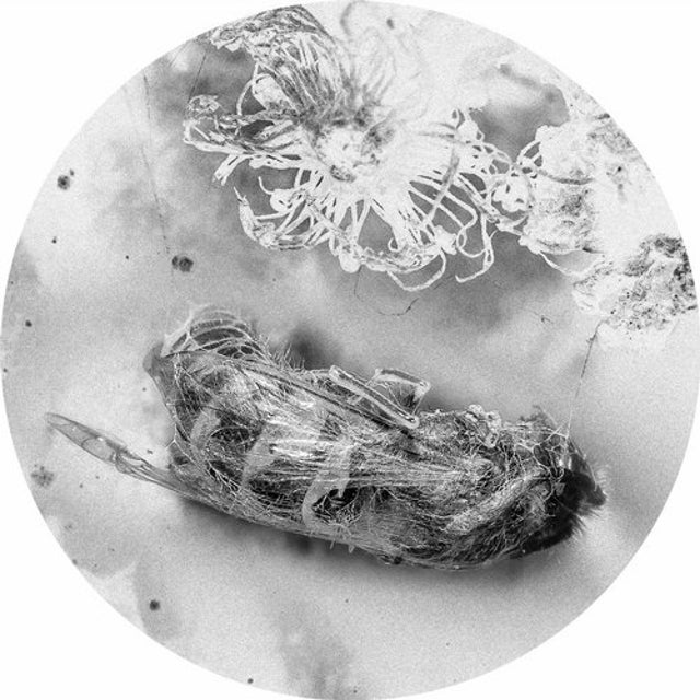 Rost album art