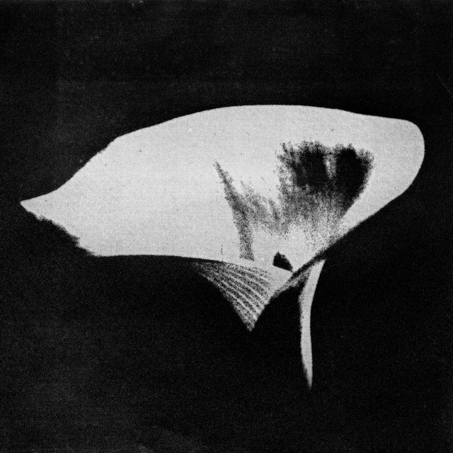 Calla album art