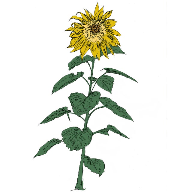 Hector's Sunflower album art