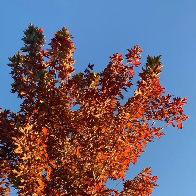 Autumn album art