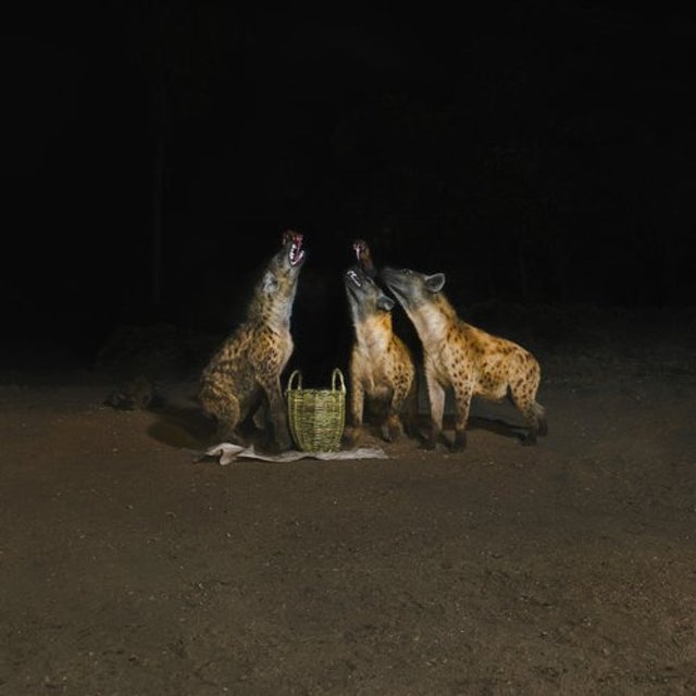 Endurance album art