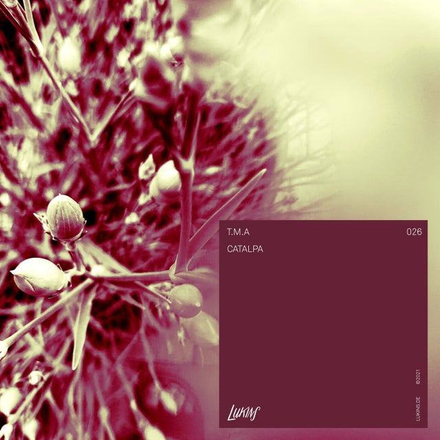 Catalpa album art