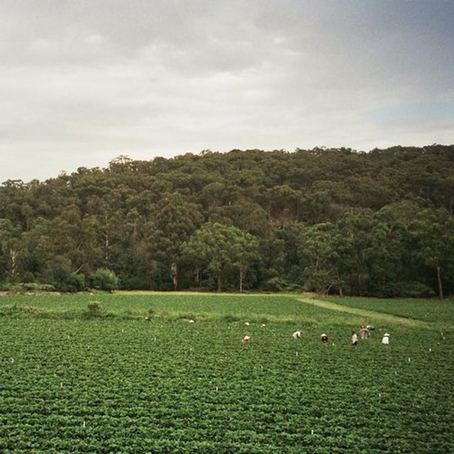 Healesville feat. Badskin, Joseph Batrouney album art